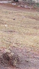 Junco phaeonotus
