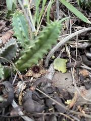 Huernia stapelioides