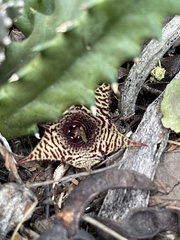 Huernia stapelioides