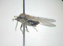 Cynips quercusfolii