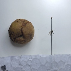 Cynips quercusfolii