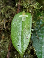 Pleurothallis epiglottis