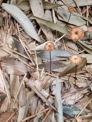 Marasmius nigrobrunneus