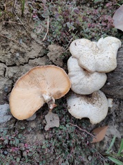 Lentinus squarrosulus