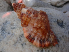 Monoplex aquatilis