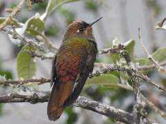 Chalcostigma heteropogon