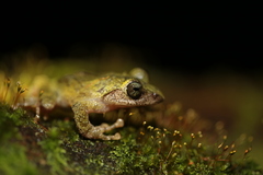 Kurixalus berylliniris