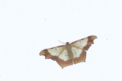 Zeheba aureata