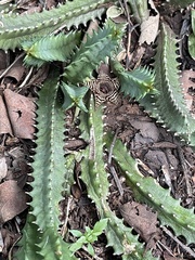 Huernia stapelioides