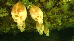 Halocynthia pyriformis