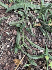 Huernia stapelioides