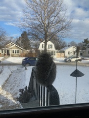 Sciurus carolinensis