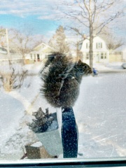 Sciurus carolinensis