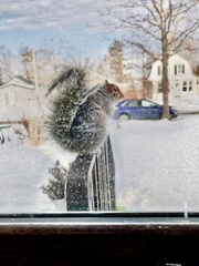 Sciurus carolinensis