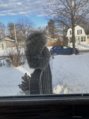 Sciurus carolinensis