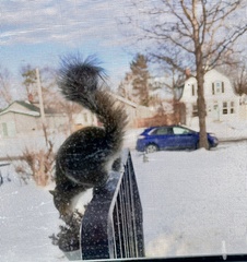 Sciurus carolinensis