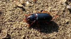 Harpalus smaragdinus