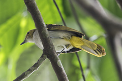Nicator chloris