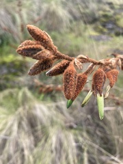Puya ferruginea