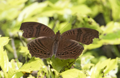 Junonia gregorii