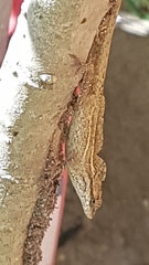 Anolis wellbornae