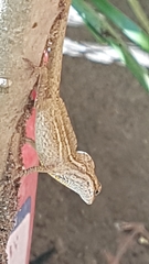 Anolis wellbornae