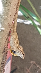 Anolis wellbornae