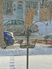 Haemorhous mexicanus