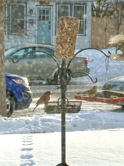 Haemorhous mexicanus