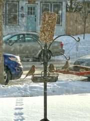 Haemorhous mexicanus