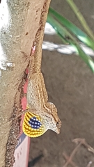 Anolis wellbornae
