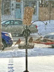 Haemorhous mexicanus