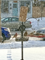 Haemorhous mexicanus