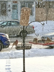 Haemorhous mexicanus