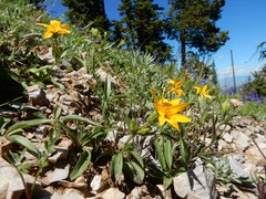 Arnica rydbergii, photograph Matt Lavin, CC BY, iNaturalist via GBIF