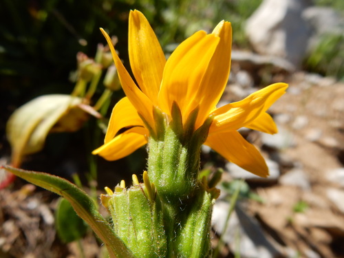 Arnica rydbergii, photograph 2