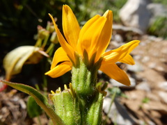 Arnica rydbergii, photograph Matt Lavin, CC BY, iNaturalist via GBIF