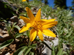 Arnica rydbergii, photograph Matt Lavin, CC BY, iNaturalist via GBIF