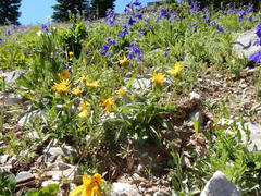 Arnica rydbergii, photograph Matt Lavin, CC BY, iNaturalist via GBIF