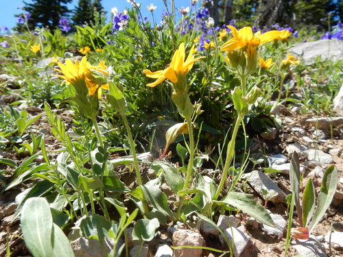 Arnica rydbergii, photograph 5