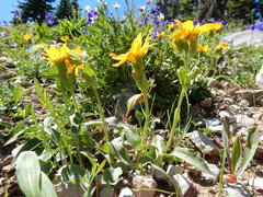 Arnica rydbergii, photograph Matt Lavin, CC BY, iNaturalist via GBIF