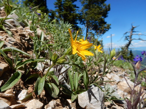 Arnica rydbergii, photograph 6