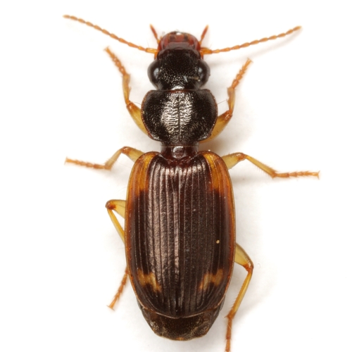 Apenes sinuata (Say, 1823)