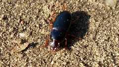 Harpalus smaragdinus