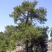 Pyrenean Pine - Photo (c) Fritz Geller-Grimm, some rights reserved (CC BY-SA)