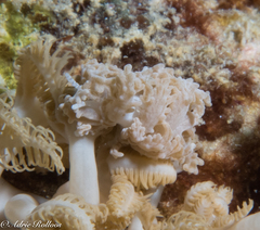Phyllodesmium pinnatum