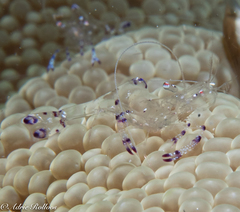 Ancylomenes sarasvati