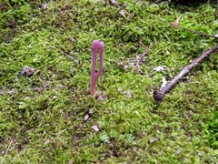Clavaria rosea