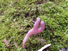 Clavaria rosea