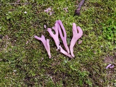 Clavaria rosea